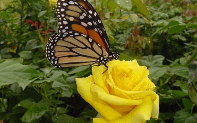 Butterflies And Roses